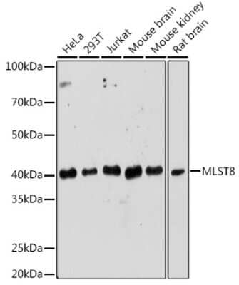 Western Blot: GBL AntibodyAzide and BSA Free [NBP3-03451]